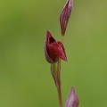 Kleinblütiger Zungenstendel (Serapias parviflora)